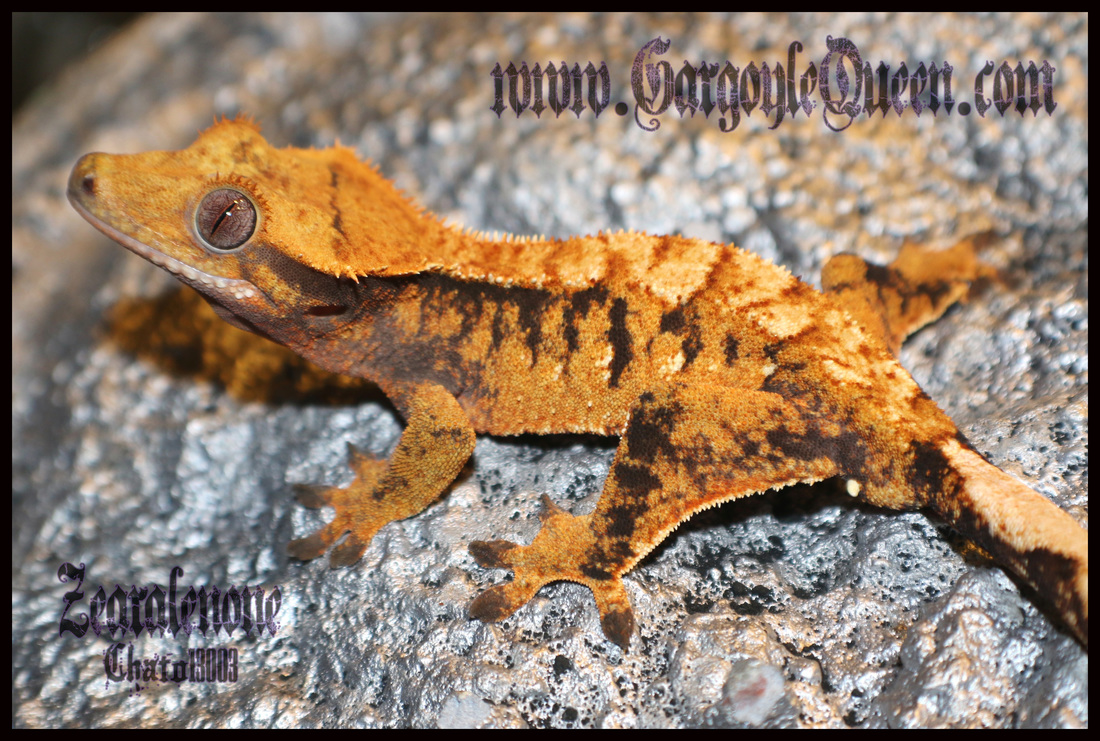 Crested Gecko Holdbacks - GARGOYLE QUEEN REPTILES